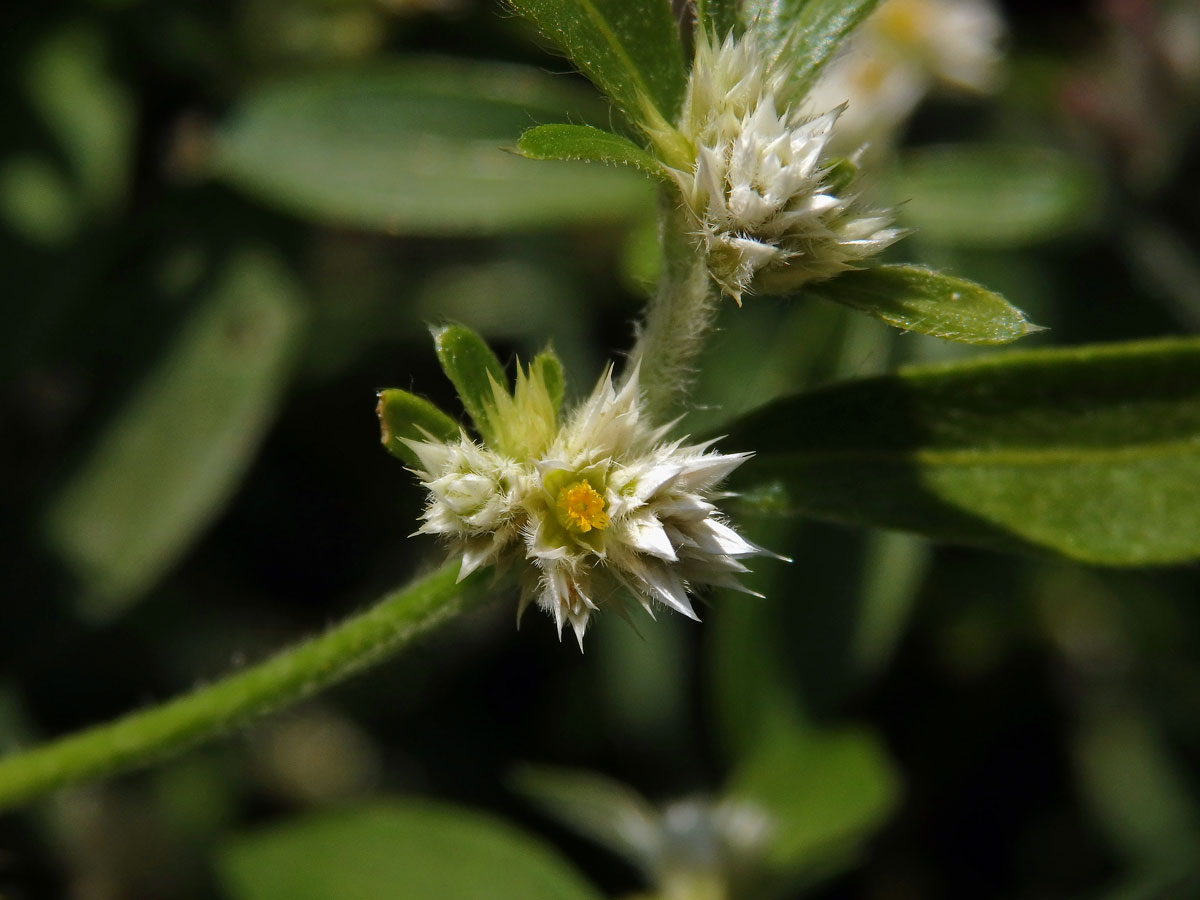 Plevuňka (Alternanthera sessilis (L.) R. Br. ex DC.)