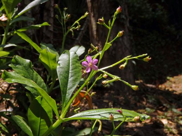 Talinum fruticosum (L.) Juss.