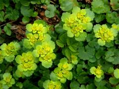 Mokrýš střídavolistý (Chrysosplenium alternifolium L.)