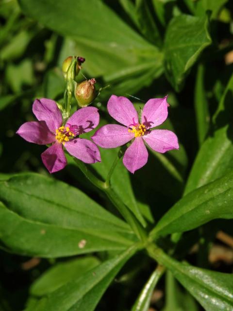 Talinum fruticosum (L.) Juss.