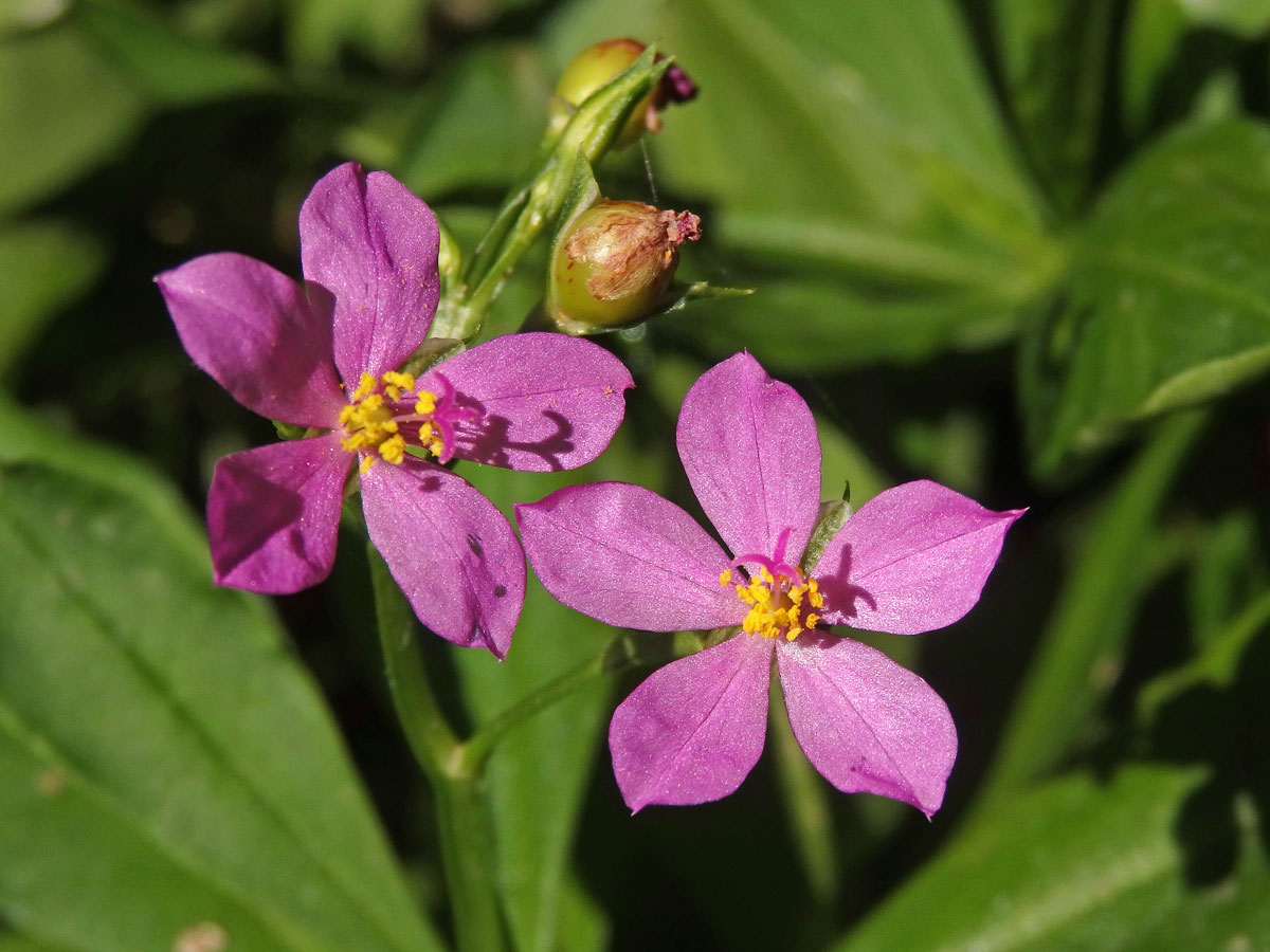 Talinum fruticosum (L.) Juss.