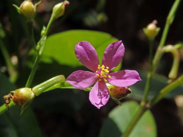 Talinum fruticosum (L.) Juss.