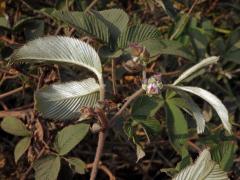 Ostružiník (Rubus lineatus Reinw. ex Blume)