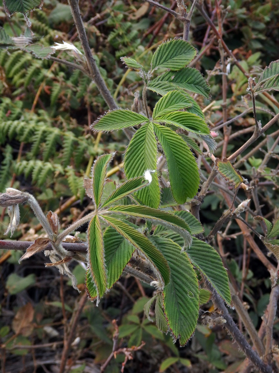 Ostružiník (Rubus lineatus Reinw. ex Blume)