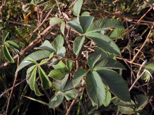 Ostružiník (Rubus lineatus Reinw. ex Blume)