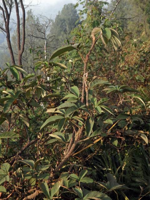 Ostružiník (Rubus lineatus Reinw. ex Blume)