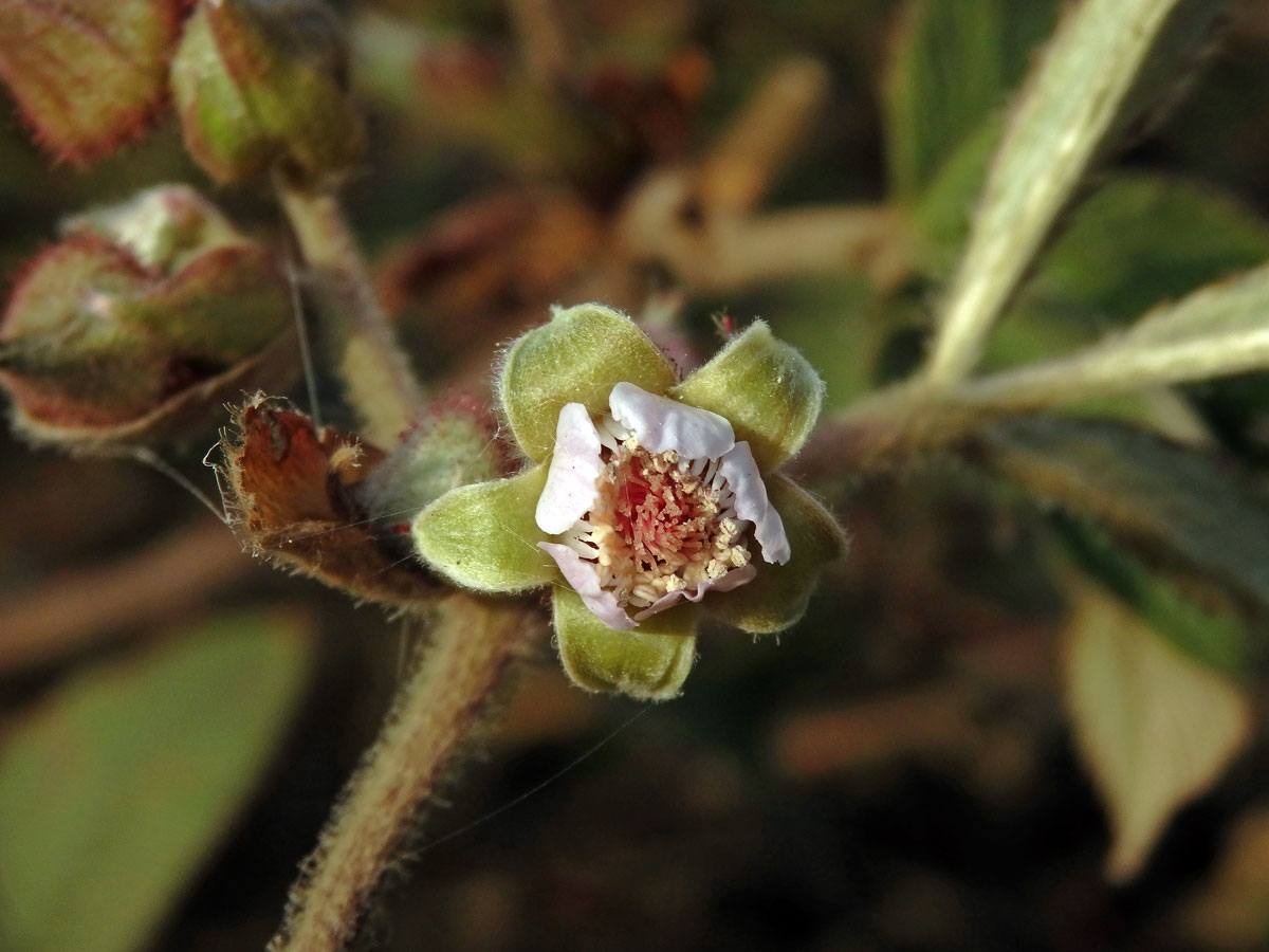 Ostružiník (Rubus lineatus Reinw. ex Blume)