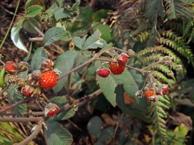 Ostružiník (Rubus lineatus Reinw. ex Blume)