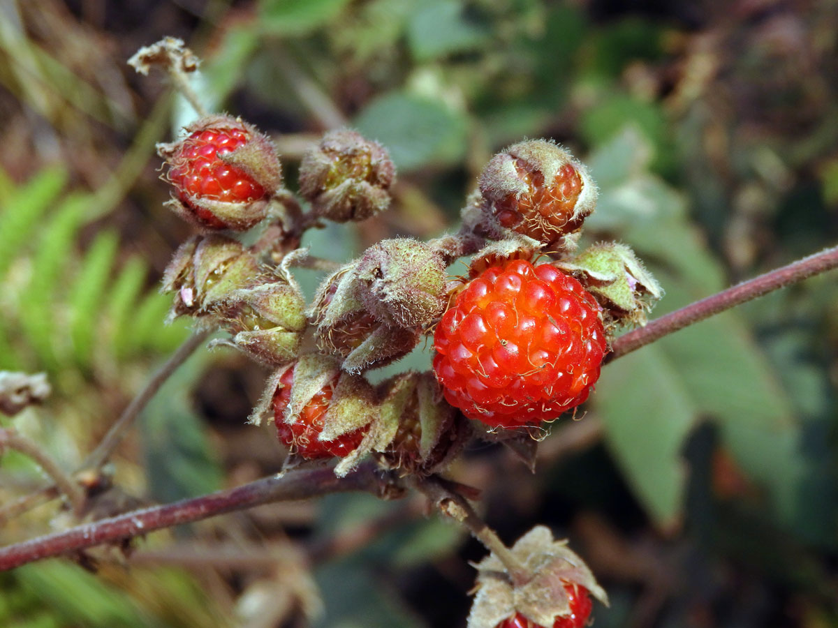 Ostružiník (Rubus lineatus Reinw. ex Blume)