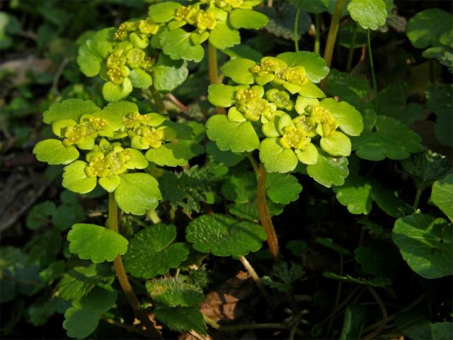 Mokrýš střídavolistý (Chrysosplenium alternifolium L.)