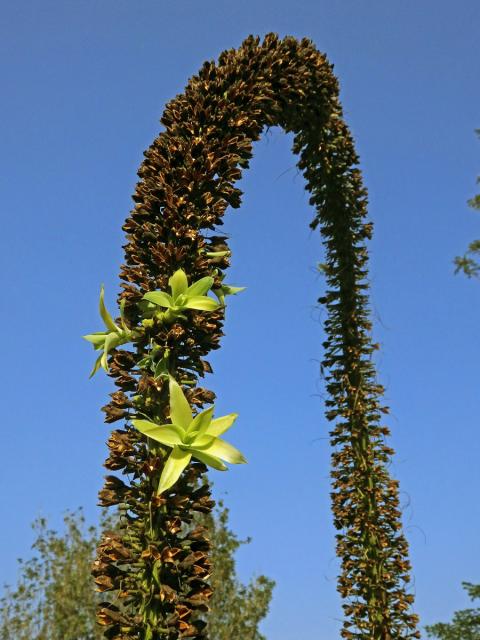 Agáve (Agave attenuata Salm-Dyck), květenství s proliferací (3a)