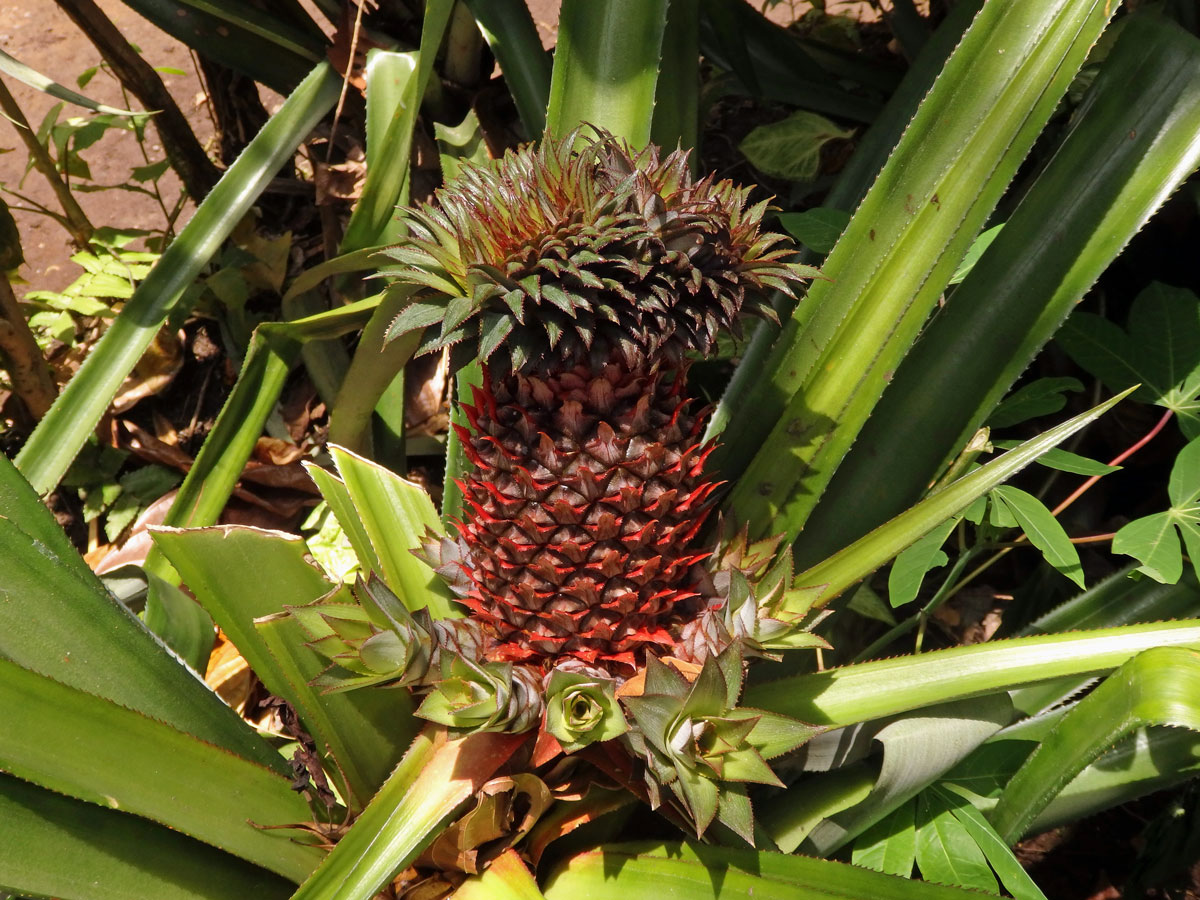 Ananasovník chocholatý (Ananas comosus (L.) Merr.) (2a)