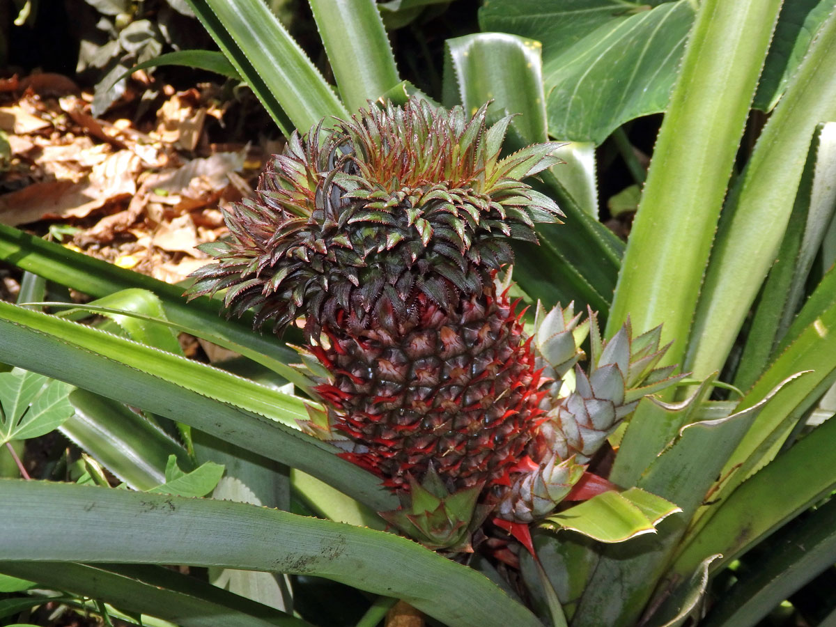 Ananasovník chocholatý (Ananas comosus (L.) Merr.) (2b)