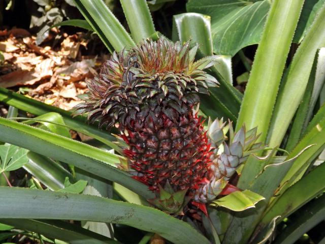 Ananasovník chocholatý (Ananas comosus (L.) Merr.) (2b)