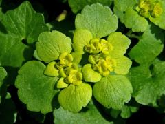 Mokrýš střídavolistý (Chrysosplenium alternifolium L.)