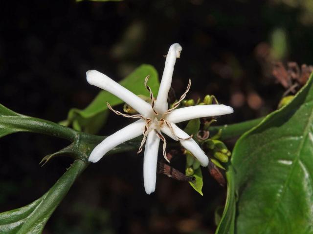 Kávovník statný (Coffea canephora Pierre ex Froehner), šestičetný květ