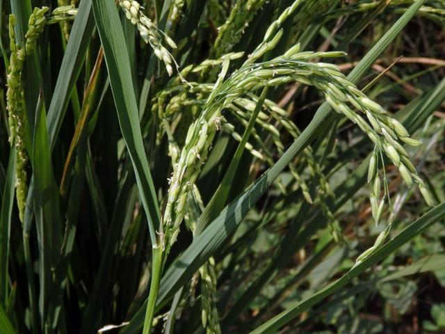 Rýže setá (Oryza sativa L.)