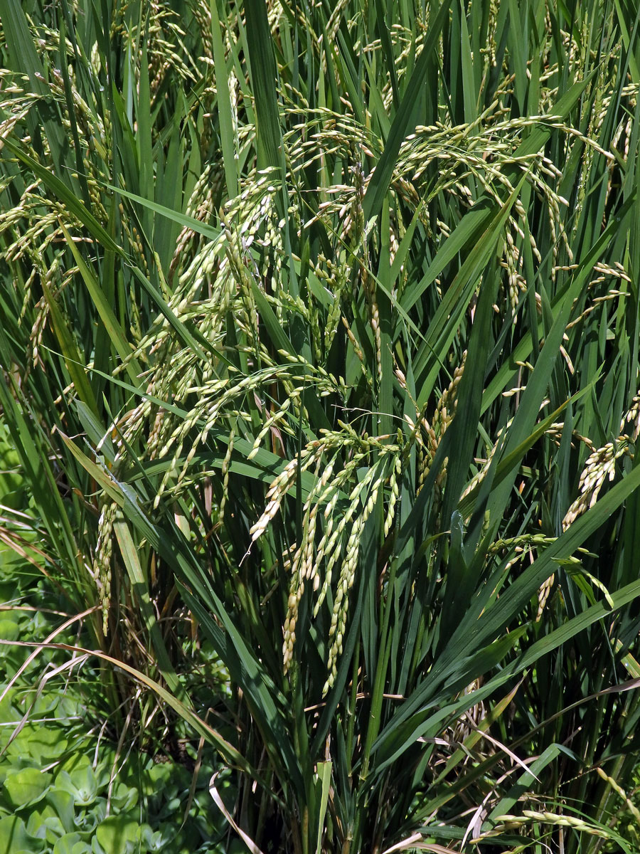 Rýže setá (Oryza sativa L.)