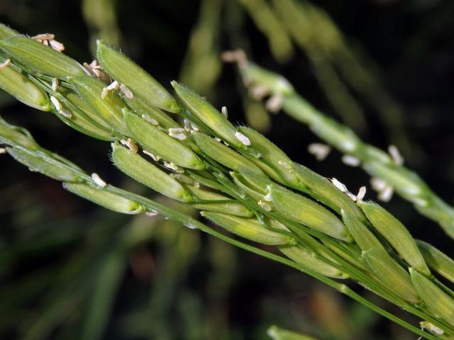 Rýže setá (Oryza sativa L.)