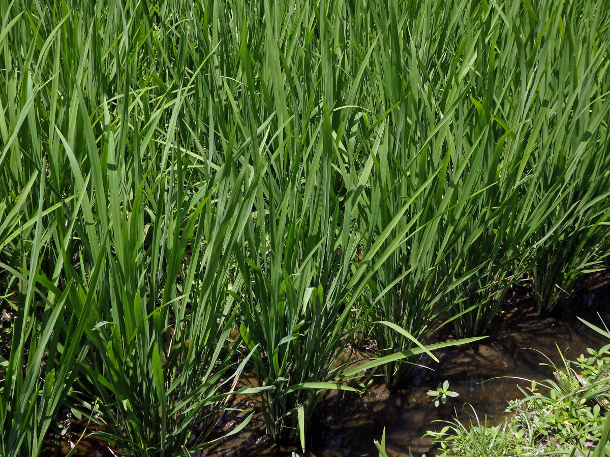 Rýže setá (Oryza sativa L.)