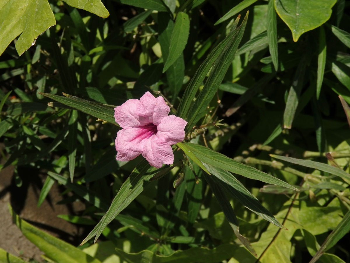 Ruellia brittoniana Leonard s růžovými květy