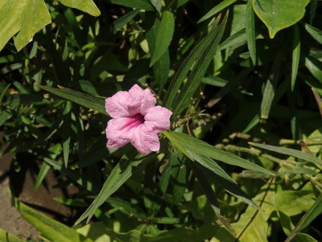 Ruellia brittoniana Leonard s růžovými květy