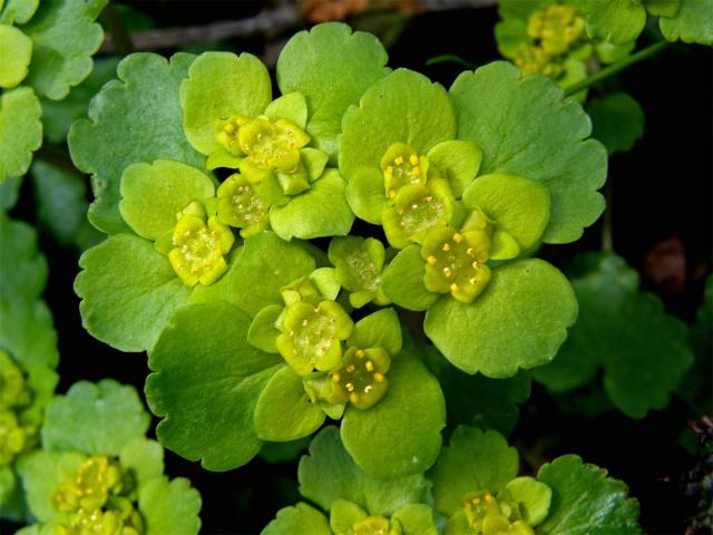 Mokrýš střídavolistý (Chrysosplenium alternifolium L.)