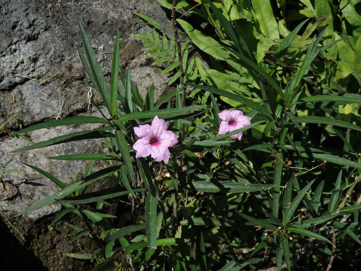 Ruellia brittoniana Leonard s růžovými květy