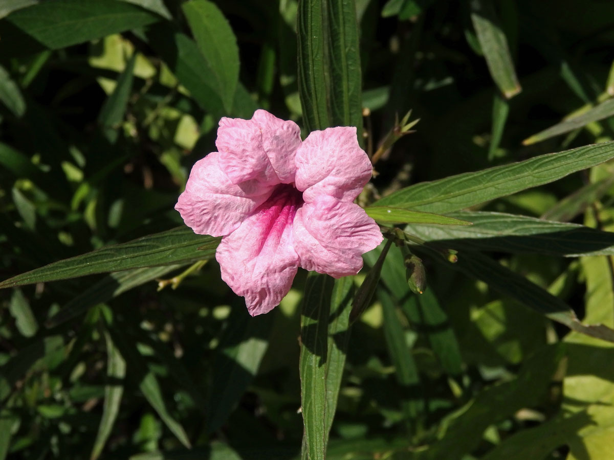 Ruellia brittoniana Leonard s růžovými květy