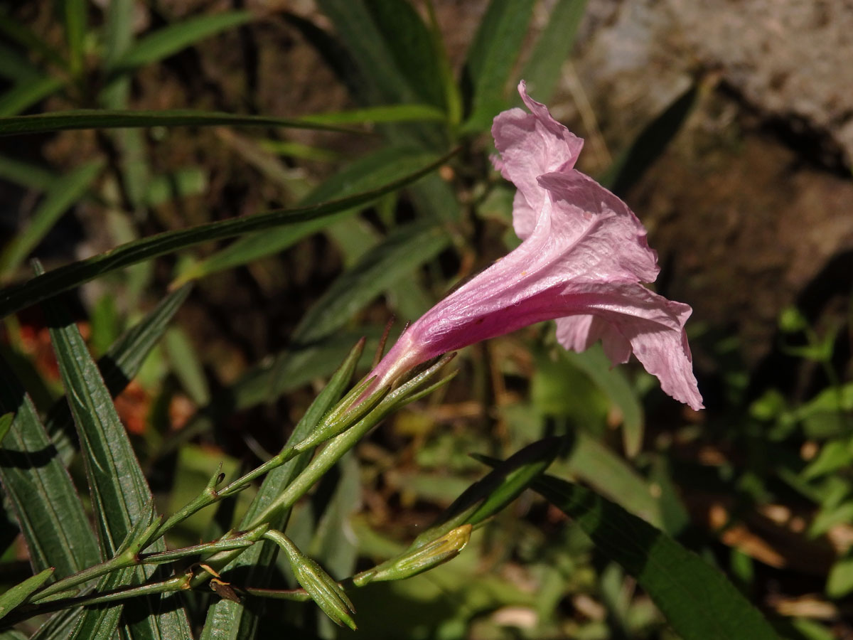 Ruellia brittoniana Leonard s růžovými květy