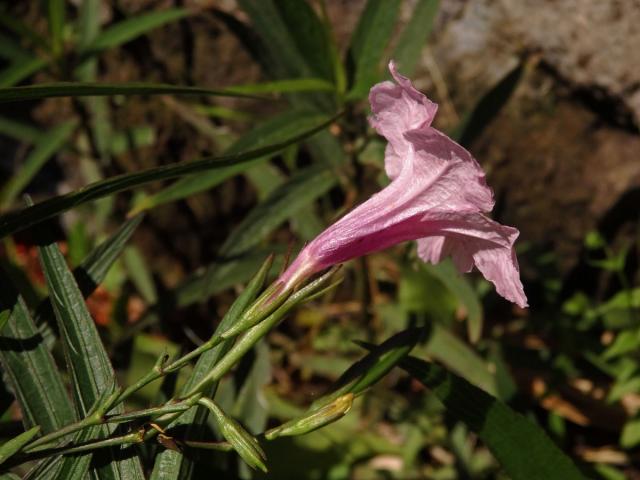 Ruellia brittoniana Leonard s růžovými květy