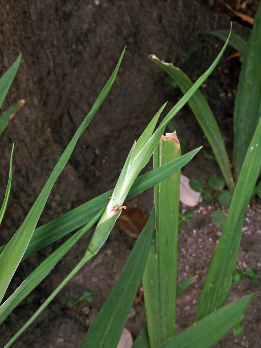 Neomarica longifolia (Link & Otto) Sprague, proliferace