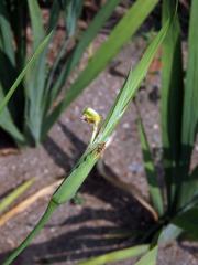 Neomarica longifolia (Link & Otto) Sprague, proliferace