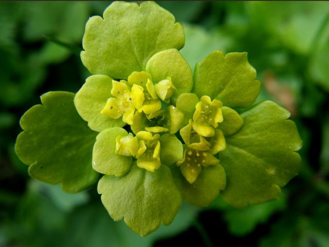 Mokrýš střídavolistý (Chrysosplenium alternifolium L.)