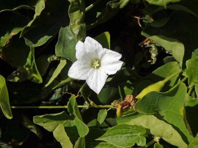 Coccinia grandis (L.) Voigt, atypický květ (1a)