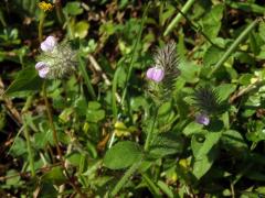 Justicia procumbens L.