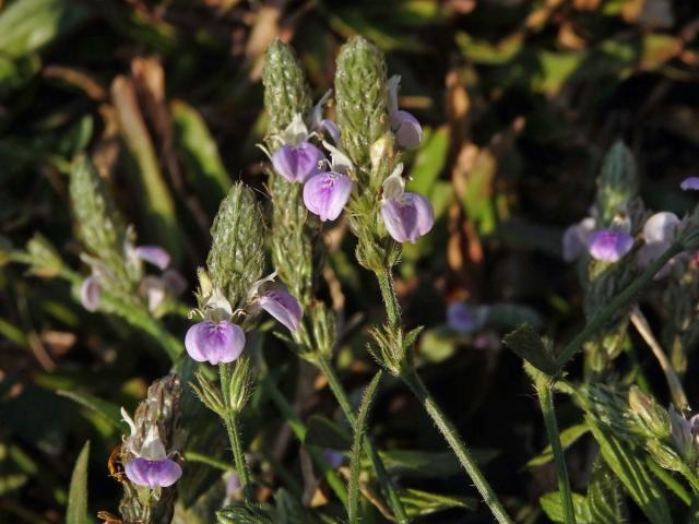 Justicia procumbens L.