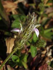 Justicia procumbens L.