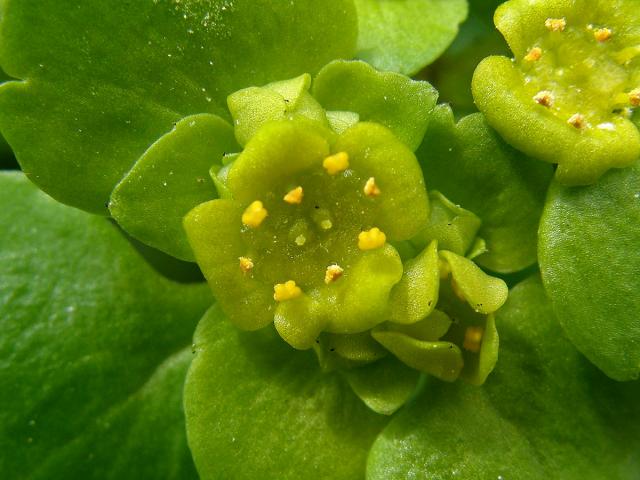 Mokrýš střídavolistý (Chrysosplenium alternifolium L.)