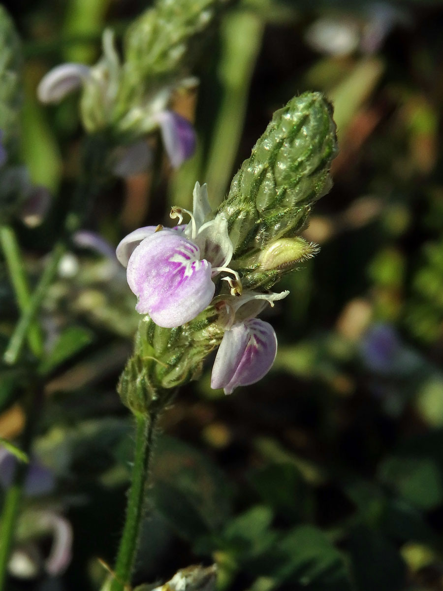 Justicia procumbens L.