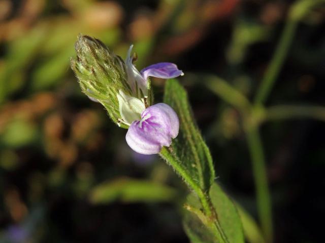 Justicia procumbens L.