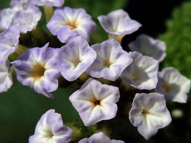 Otočník indický (Heliotropium indicum L.), květ čtyřčetný květ