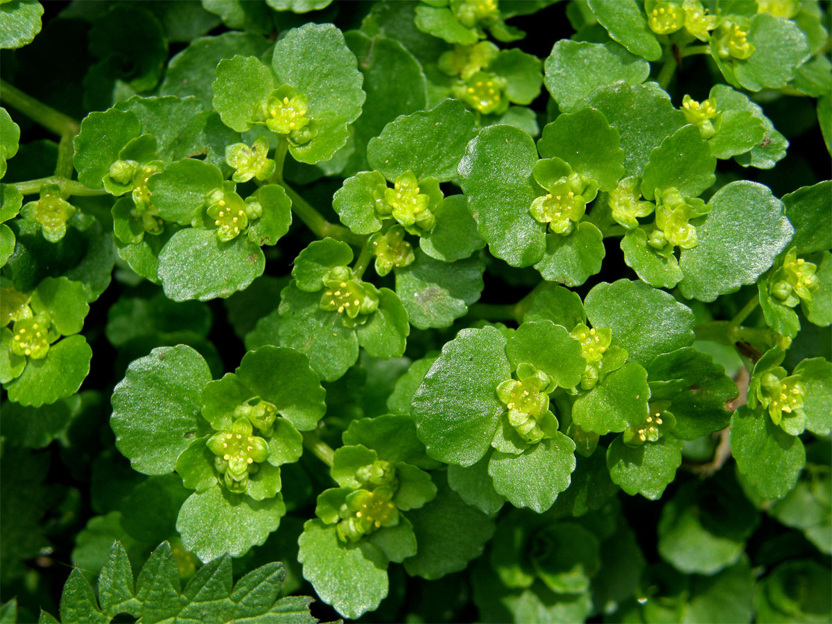 Mokrýš vstřícnolistý (Chrysosplenium oppositifolium L.)