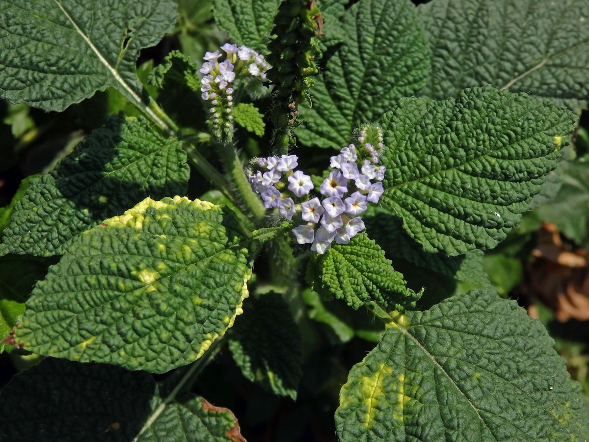 Otočník indický (Heliotropium indicum L.)