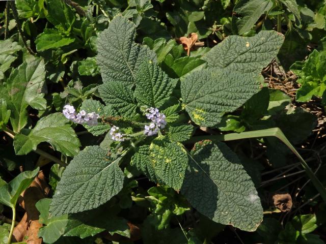 Otočník indický (Heliotropium indicum L.)