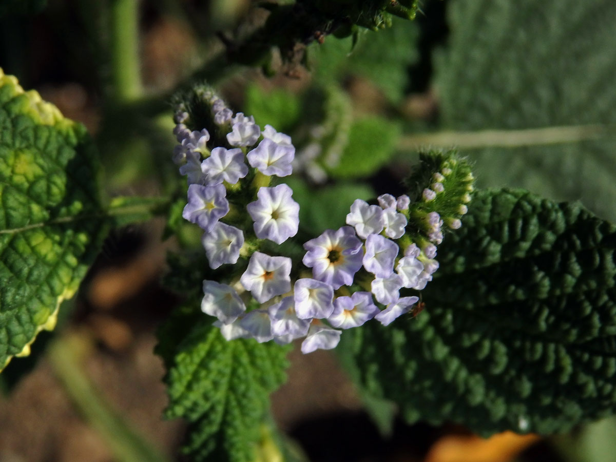 Otočník indický (Heliotropium indicum L.)