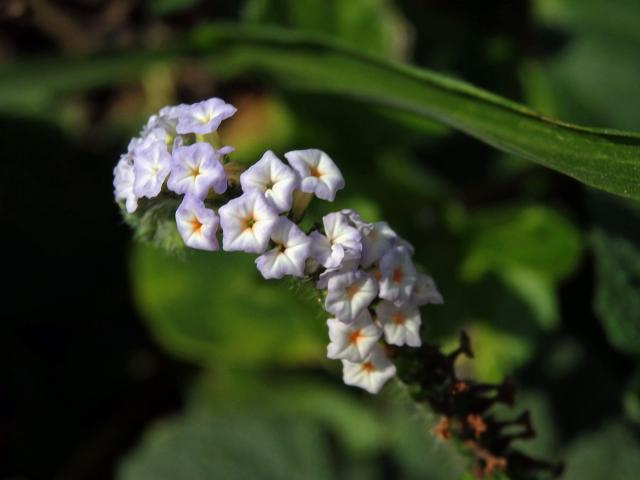 Otočník indický (Heliotropium indicum L.)