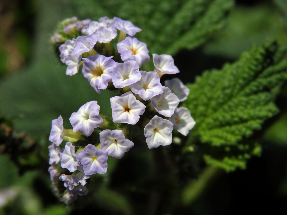 Otočník indický (Heliotropium indicum L.)