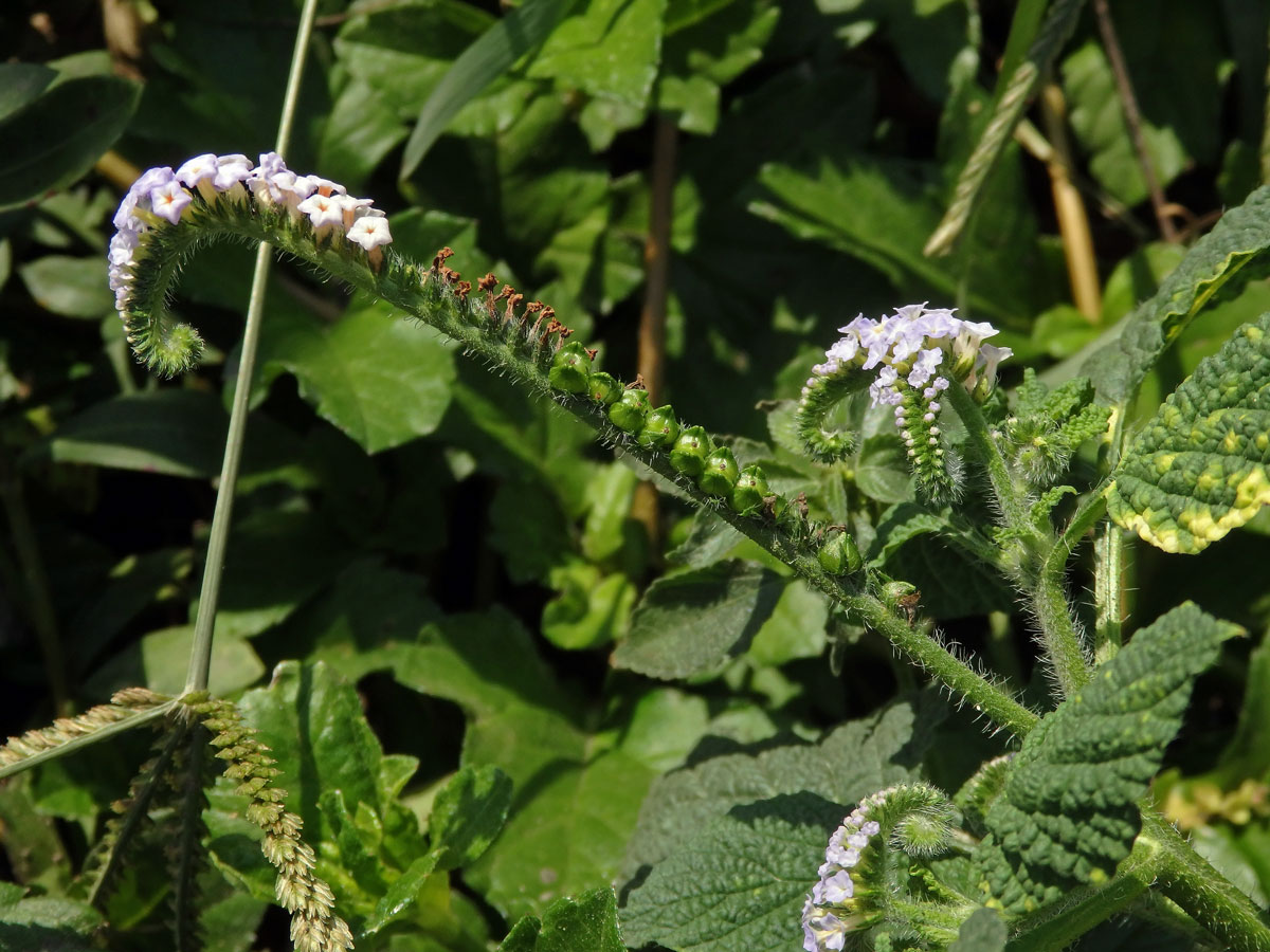 Otočník indický (Heliotropium indicum L.)