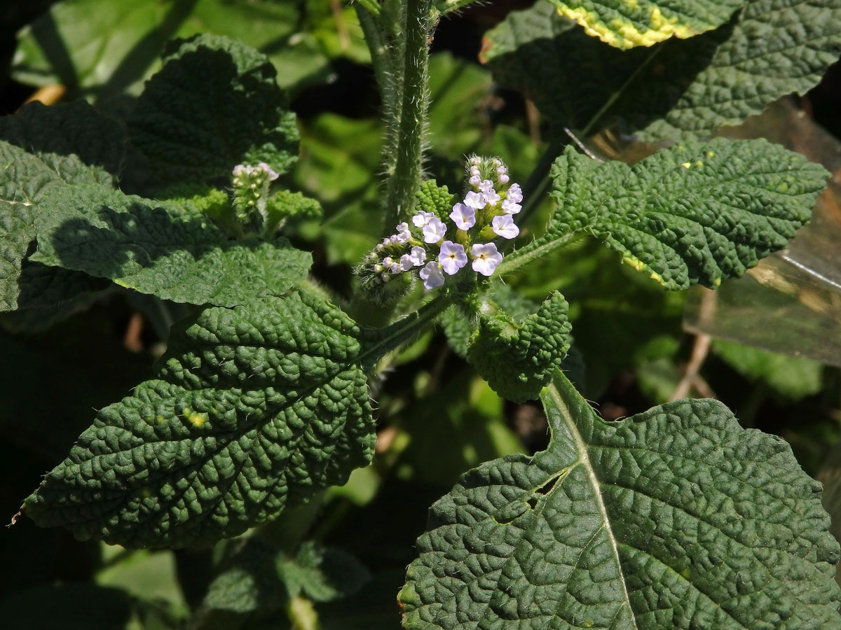 Otočník indický (Heliotropium indicum L.)